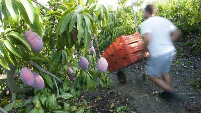 Imagen de la recogida de mango en una explotación de Málaga