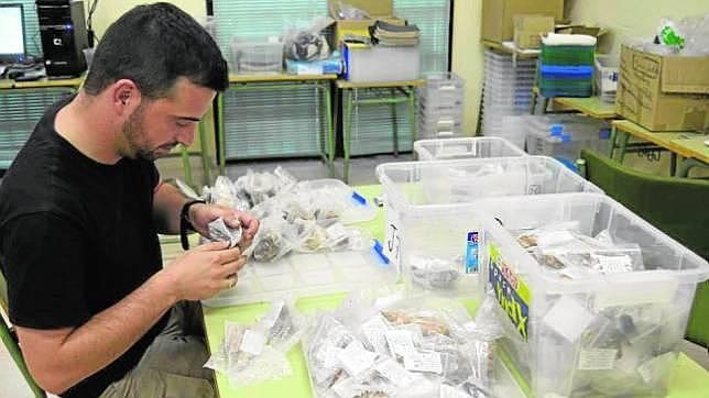 Constatan el consumo humano de aceituna desde el Paleolítico