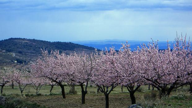 Almendros en flor