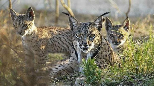 Tres linces ibéricos