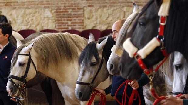 Caballos de Pura Raza Española en las dependencias de Caballerizas Reales