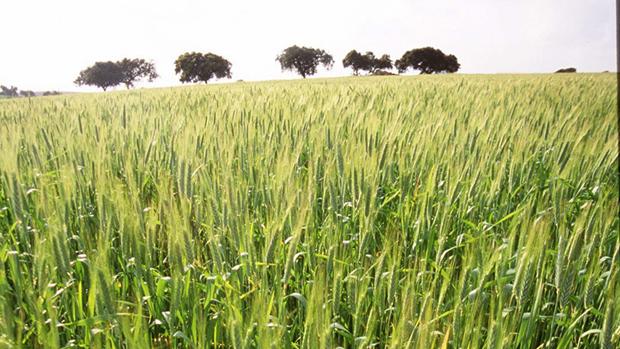 Trigo en crecimiento en una plantación