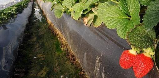 Cultivo de fresas en Huelva