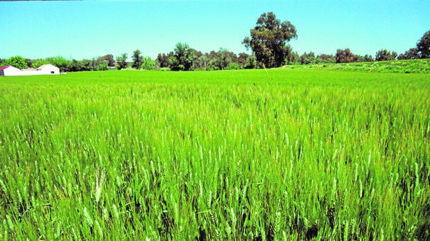 Un campo de trigo con el característico color verde previo al verano