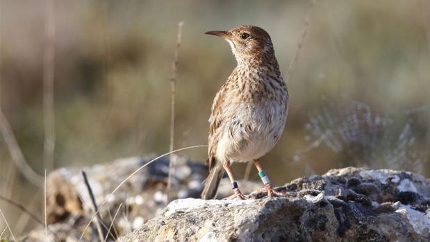La población de esta especie se ha reducido casi en un 70% en Andalucía en solo diez años.
