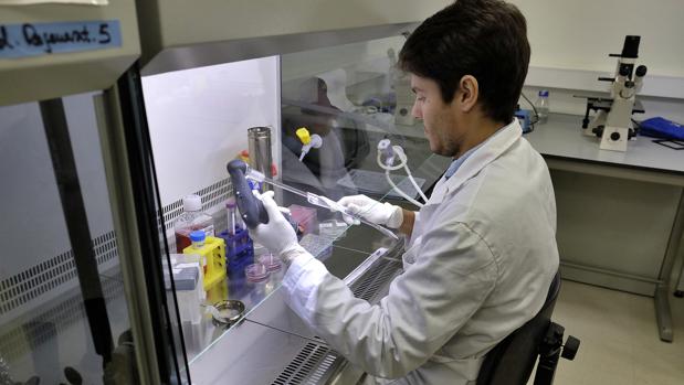 Un investigador en los laboratorios de Cabimer, donde trabaja Bernat Soria