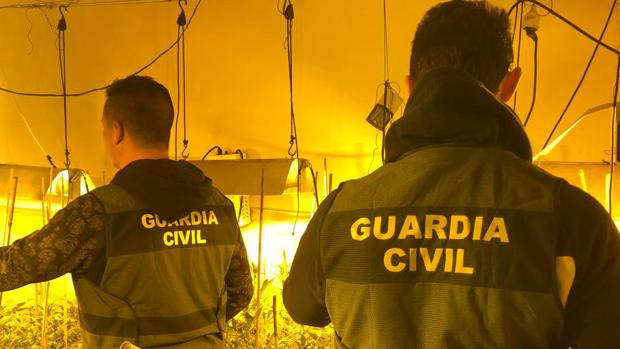 Agentes junto a las plantas de marihuana descubiertas en una de las viviendas
