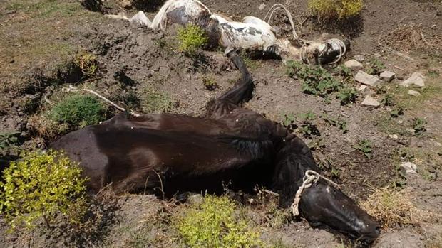 Dos de los caballos muertos localizados en una finca de Jimena de la Frontera