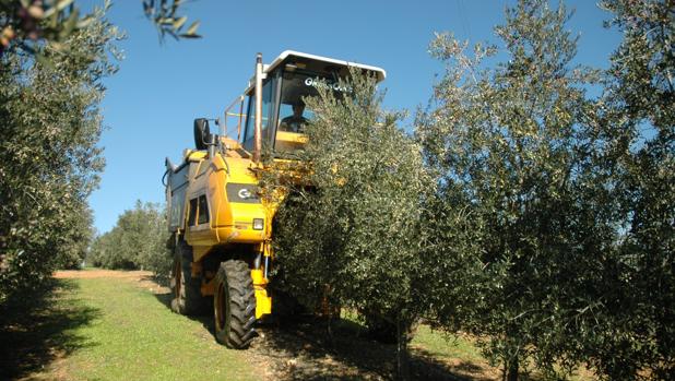 Tractor en una plantación de olivo