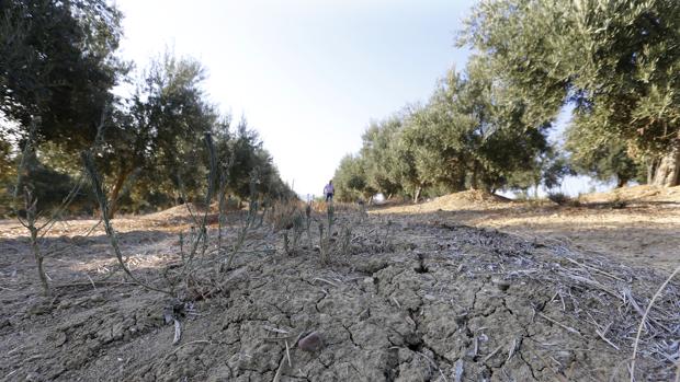 Olivar de la finca Rojas Alto afectado por la sequía