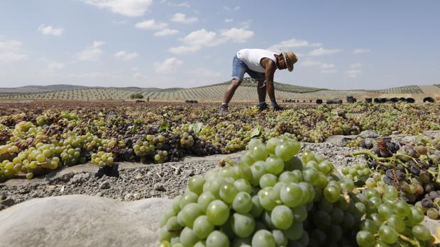 Recogida de la uva en la cosecha de este año