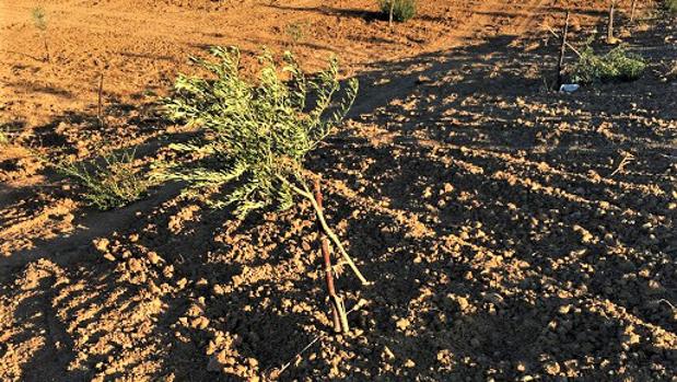 Una de las fincas que ha sufrido la tala de olivos recién plantados
