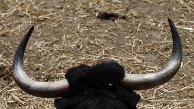 Uno de los toros de Cebada Gago que se lidiarán, en los Corrales del Gas