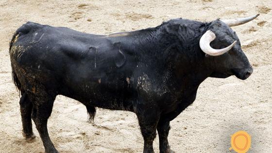 Tercer toro