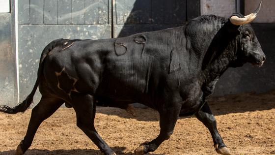 Segundo toro