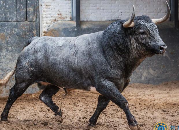 Toro de Partido de Resina el pasado 12 de octubre en los corrales de Las Ventas