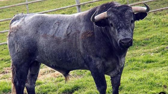 Tercer toro