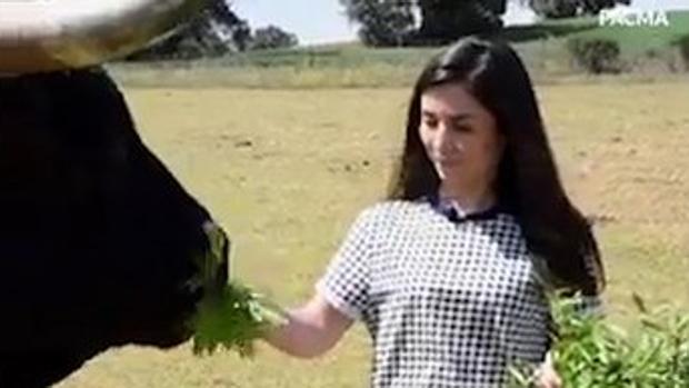 Laura Duarte, dando de comer a un buey en su falso bulo del toro bravo