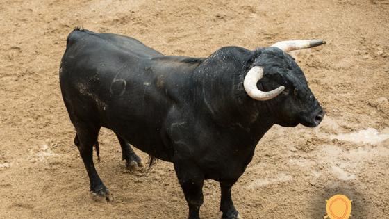Cuarto toro