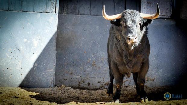 Toro en los corrales