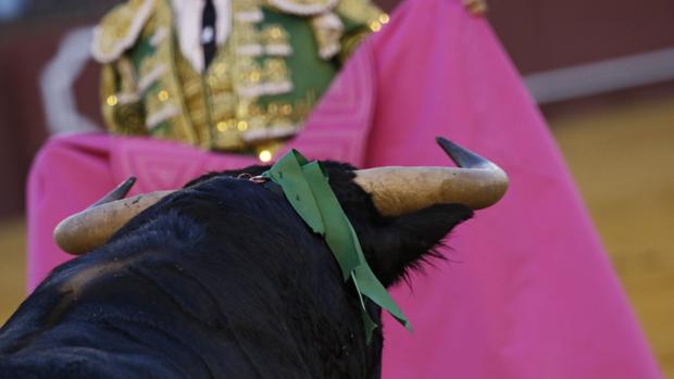 Novillo de Fuente Ymbro lidiado en la novillada del Corpus en Sevilla -