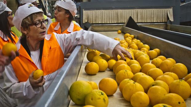 Los agricultores españoles piden protección frente a los cítricos de Sudáfrica, Egipto y Turquía