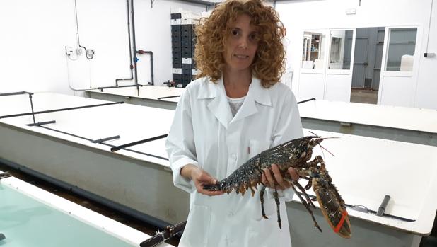 Irene Sánchez de Sardi con una de las langostas que comercializan vivas en Cetárea del Sur