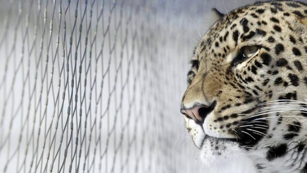 Los cazadores furtivos ahora usan veneno para matar leopardos en India