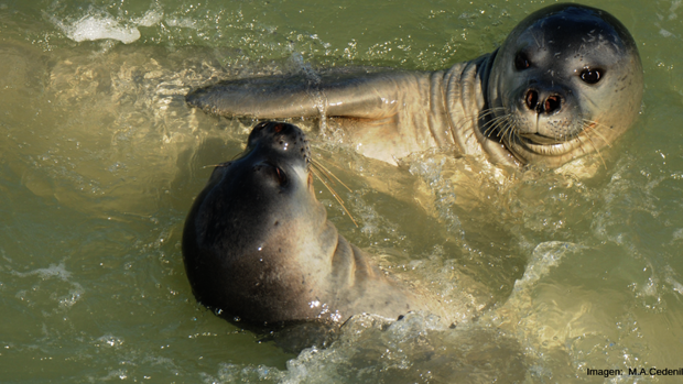 Se reintroducirá a la foca monje en Fuerteventura