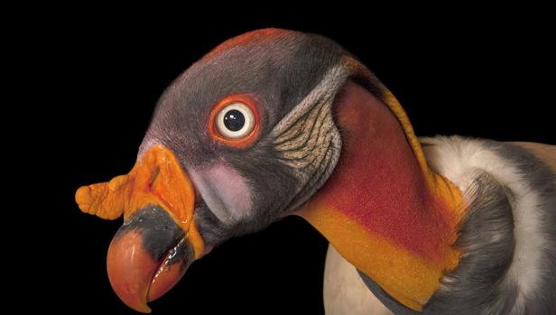 Salvar especies a través del poder de la fotografía