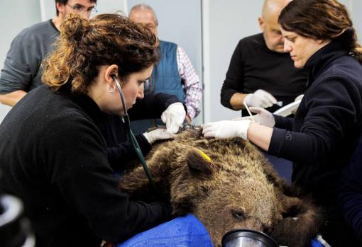 Beato, el más exitoso caso de reincorporación de un oso pardo a su hábitat