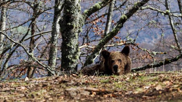 Beato, el más exitoso caso de reincorporación de un oso pardo a su hábitat