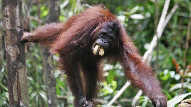 La construcción de una presa podría extinguir a una especie de orangután recién identificada