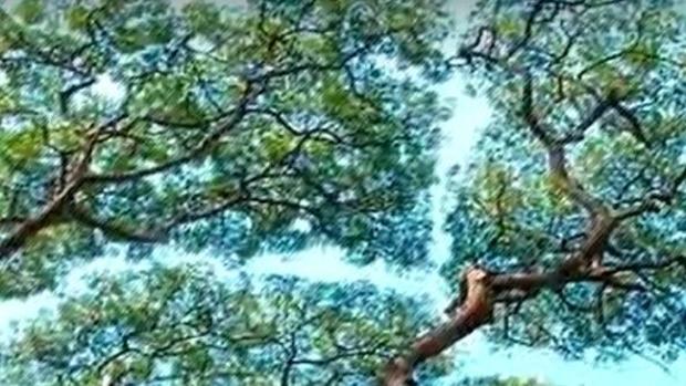 Vídeo: La timidez de los bosques frondosos