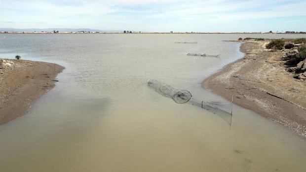 Delta del Ebro, el bastidor perfecto para la madeja invasora