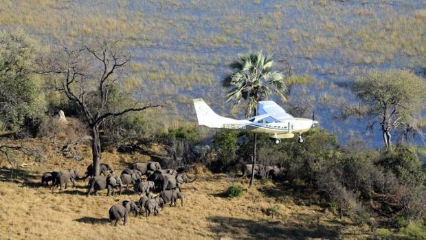 Zimbabue se plantea salir de Cites para poder comerciar su marfil