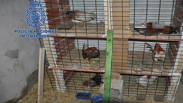 Un vecino de La Rinconada se enfrenta a una multa de hasta 3.000 euros por tener en su casa 25 jaulas de gallos