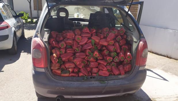 Coche intervenido con 200 kilos de pimientos rojos por la Guardia Civil de Utrera