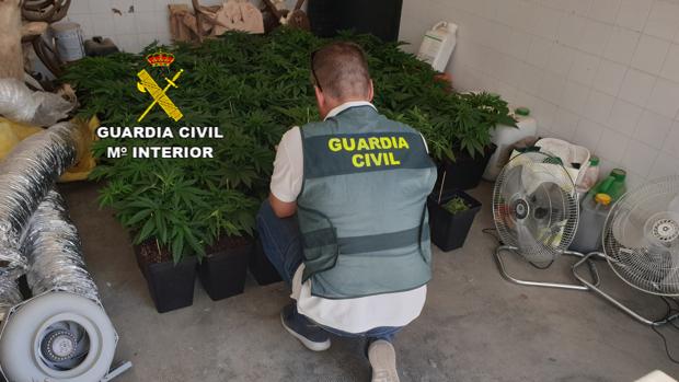 Plantación de marihuana destapada por la Guardia Civil en Osuna