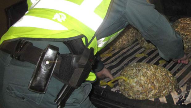 Un agente de la Guardia Civil inspecciona el interior de un vehículo que transportaba coquinas contaminadas