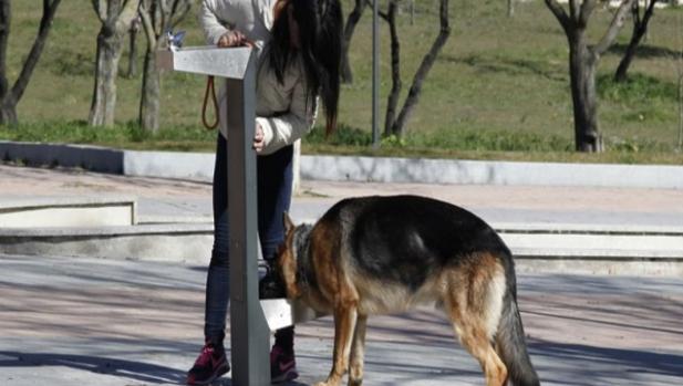 El Ayuntamiento de Carmona va a instalar fuentes bebederos para mascotas en plazas y parques