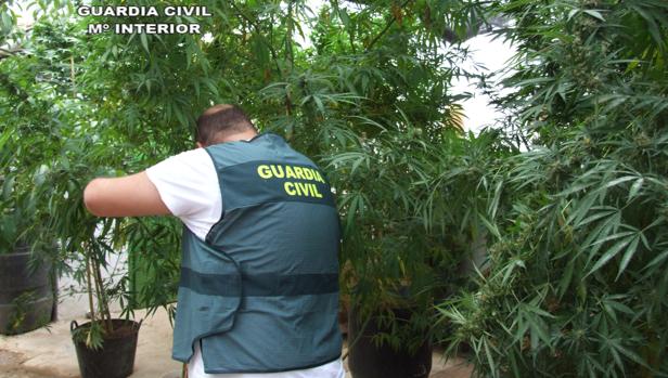 Un agente de la Guardia Civil coge una de las 18 plantas intervenidas