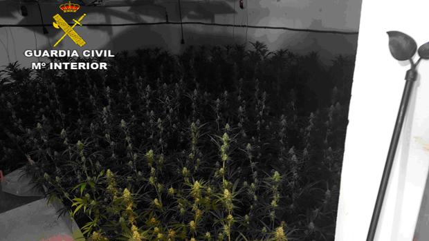 Un vecino de Jerez ha sido detenido en Pilas como responsable de una plantación indoor con 850 plantas de marihuana