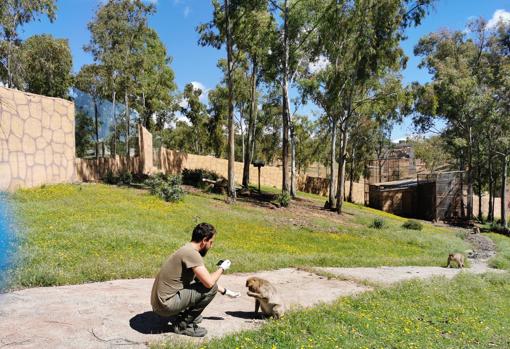 Un cuidador alimenta a uno de los monos de la Reserva de El Castillo de las Guardas
