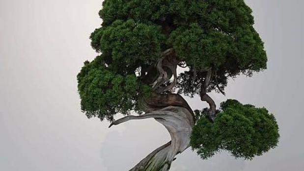 Un ejemplar de «Shimpaku Juniper», un bonsái muy valorado