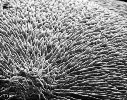 El nuevo material sintético imita la estructura del esmalte dental