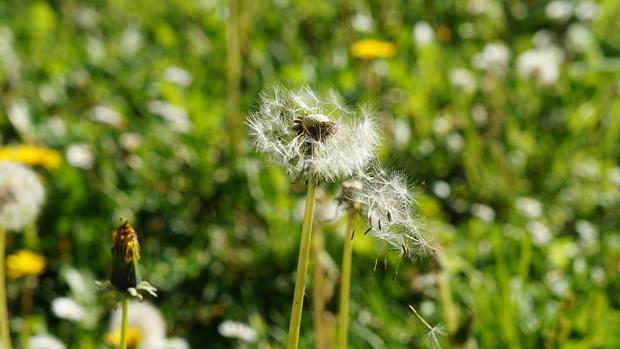 Llega la alergia primaveral