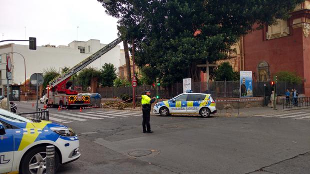 ¿Cuánto cuesta podar el ficus de la calle San Jacinto?