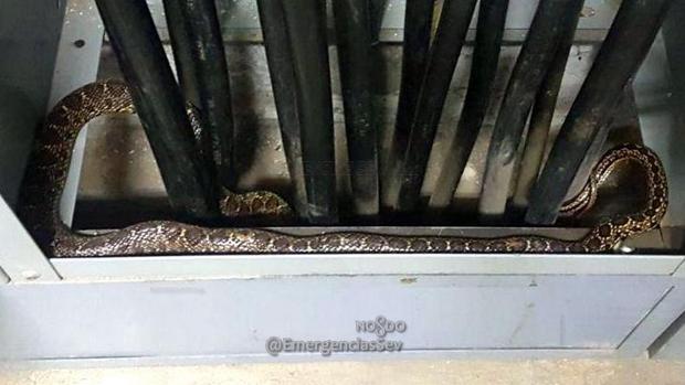 La imagen de la serpiente de herradura localizada en la Feria