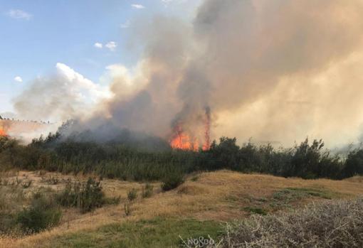 Incendio en el Parque del Alamillo